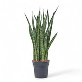 Dracaena (Sansevieria) zeylanica 'Narrow' potted houseplant in nursery pot on white background, product photo 4.