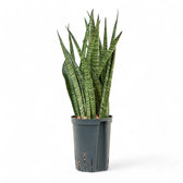 Dracaena (Sansevieria) zeylanica 'Narrow' potted houseplant in nursery pot on white background, product photo 5.