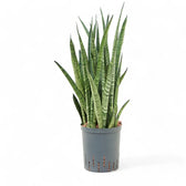 Dracaena (Sansevieria) zeylanica 'Narrow' potted houseplant in nursery pot on white background, product photo 6.
