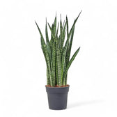 Dracaena (Sansevieria) zeylanica 'Narrow' potted houseplant in nursery pot on white background, product photo 7.