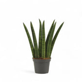 Dracaena angolensis (Sansevieria cylindrica) 'Fan' potted houseplant in nursery pot on white background, product photo 2.
