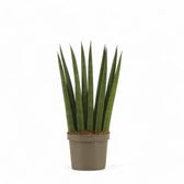Dracaena angolensis (Sansevieria cylindrica) 'Fan' potted houseplant in nursery pot on white background, product photo 3.