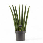Dracaena angolensis (Sansevieria cylindrica) 'Fan' potted houseplant in nursery pot on white background, product photo 4.