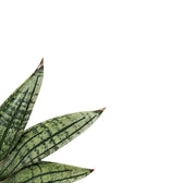 Dracaena angolensis (Sansevieria cylindrica) 'Inti' leaf close-up on white background.