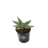 Dracaena angolensis (Sansevieria cylindrica) 'Inti' potted houseplant in nursery pot on white background, product photo 2.