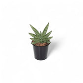 Dracaena angolensis (Sansevieria cylindrica) 'Inti' potted houseplant in nursery pot on white background, product photo 3.