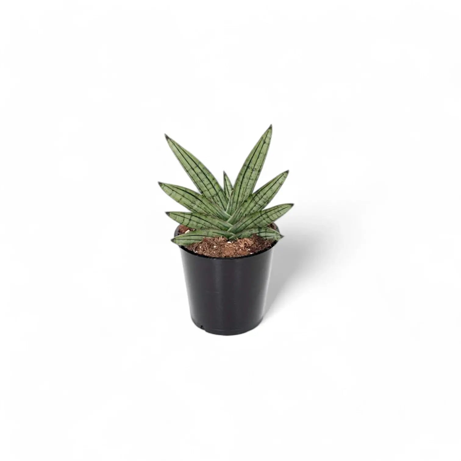 Dracaena angolensis (Sansevieria cylindrica) 'Inti' potted houseplant in nursery pot on white background, product photo 3.