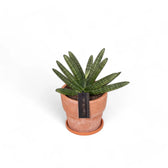 Dracaena angolensis (Sansevieria cylindrica) 'Inti' potted houseplant in nursery pot on white background, product photo 4.