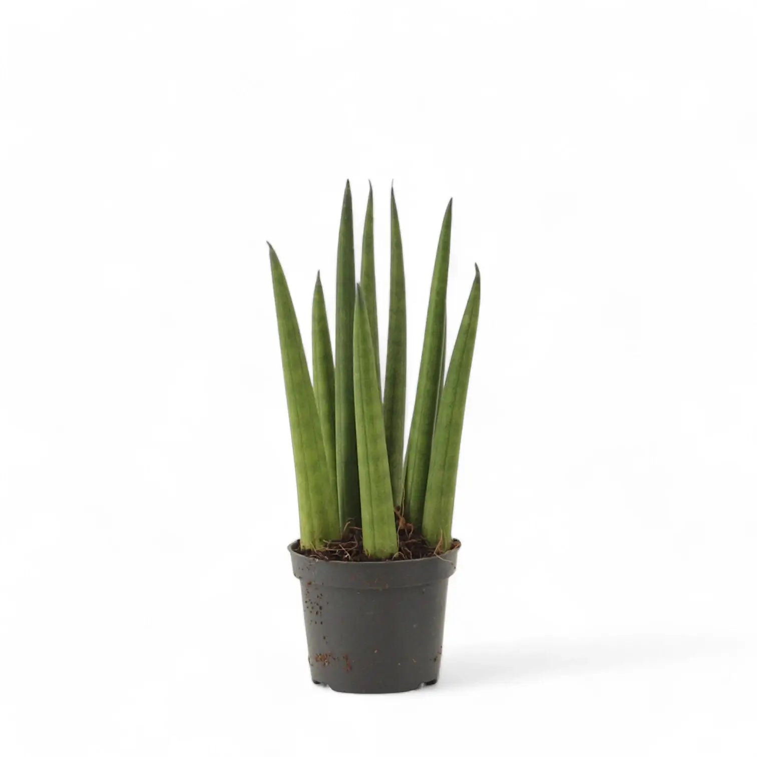 Dracaena angolensis (Sansevieria cylindrica) 'Rocket' potted houseplant in nursery pot on white background, product photo 2.