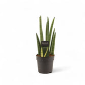 Dracaena angolensis (Sansevieria cylindrica) 'Rocket' potted houseplant in nursery pot on white background, product photo 3.