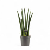 Dracaena angolensis (Sansevieria cylindrica) 'Rocket' potted houseplant in nursery pot on white background, product photo 4.