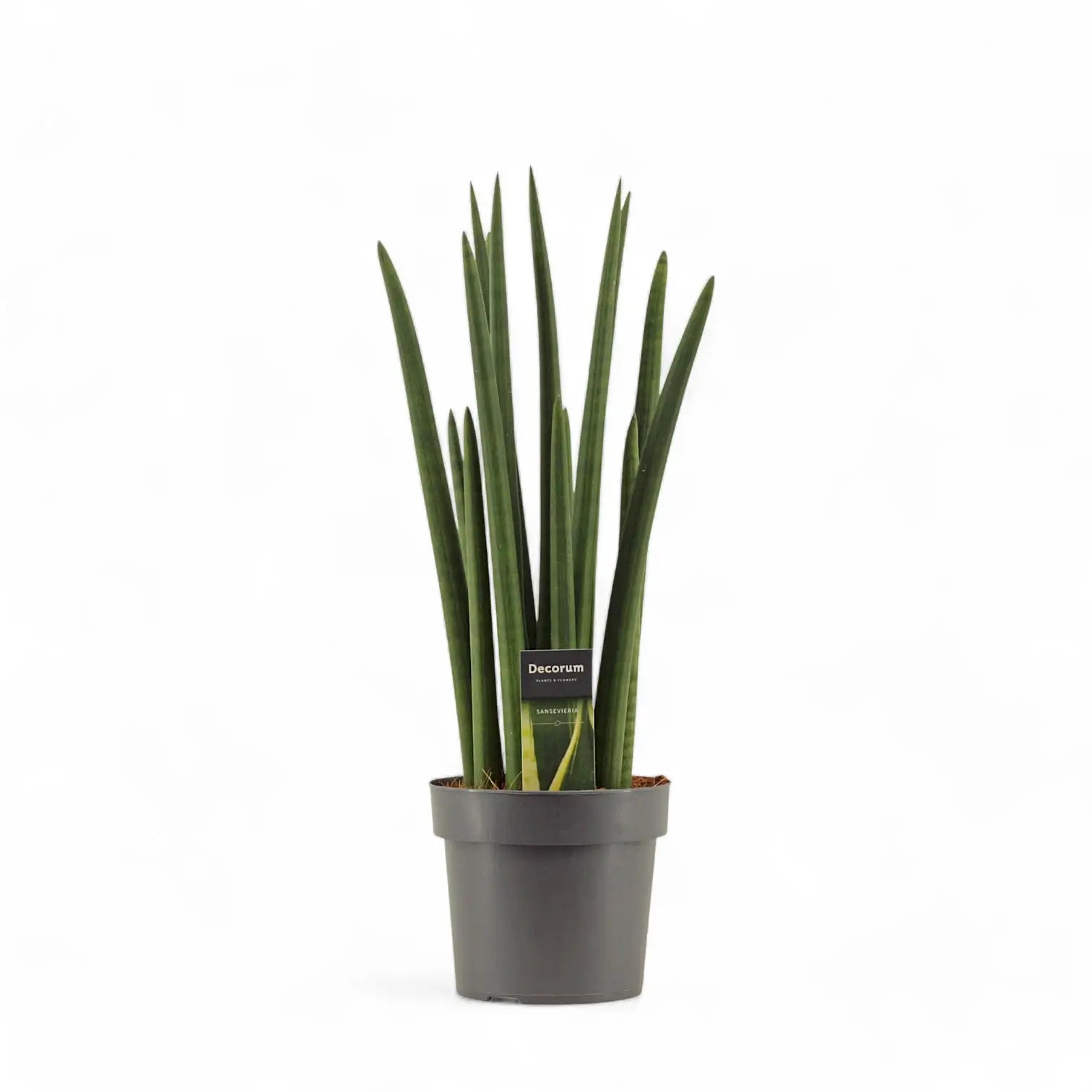 Dracaena angolensis (Sansevieria cylindrica) 'Rocket' potted houseplant in nursery pot on white background, product photo 4.