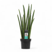 Dracaena angolensis (Sansevieria cylindrica) 'Rocket' potted houseplant in nursery pot on white background, product photo 5.