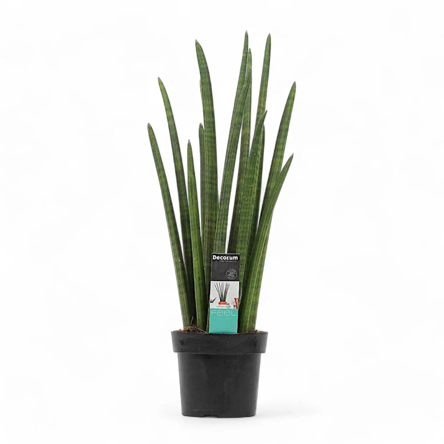 Dracaena angolensis (Sansevieria cylindrica) 'Rocket' potted houseplant in nursery pot on white background, product photo 5.