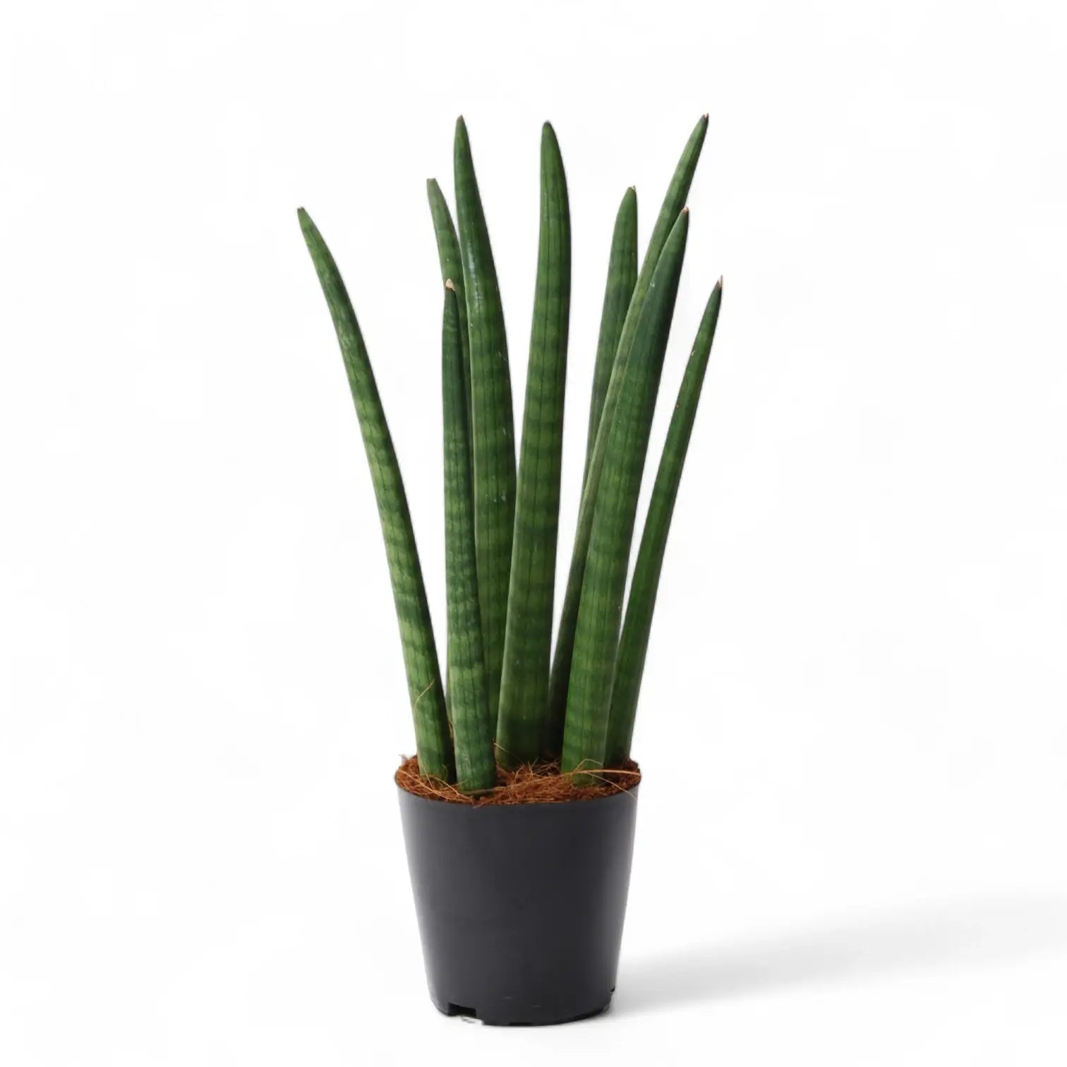 Dracaena angolensis (Sansevieria cylindrica) 'Spaghetti' potted houseplant in nursery pot on white background, product photo 2.