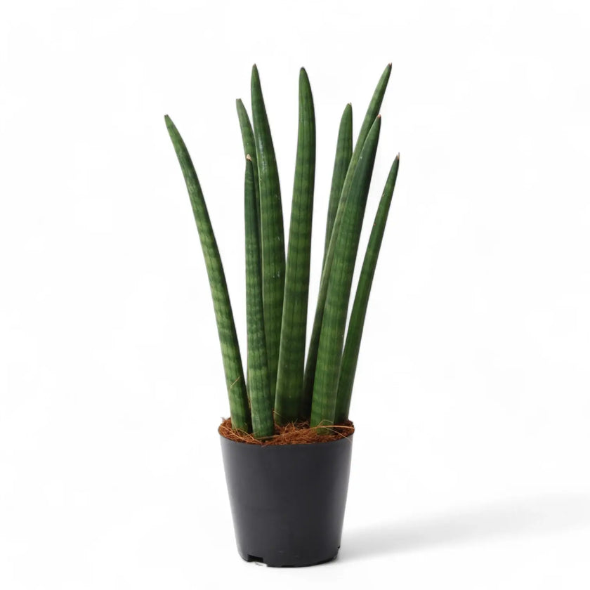 Dracaena angolensis (Sansevieria cylindrica) 'Spaghetti' Zimmerpflanze im Anzuchttopf vor weißem Hintergrund, Produktfoto 2.