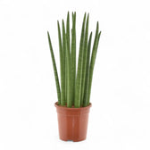 Dracaena angolensis (Sansevieria cylindrica) 'Spaghetti' potted houseplant in nursery pot on white background, product photo 3.