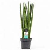 Dracaena angolensis (Sansevieria cylindrica) 'Spaghetti' potted houseplant in nursery pot on white background, product photo 5.