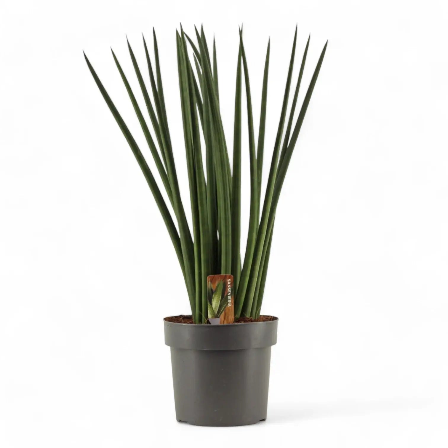 Dracaena angolensis (Sansevieria cylindrica) 'Spaghetti' potted houseplant in nursery pot on white background, product photo 6.