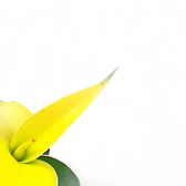 Dracaena angolensis (Sansevieria cylindrica) 'Star Canary' leaf close-up on white background.