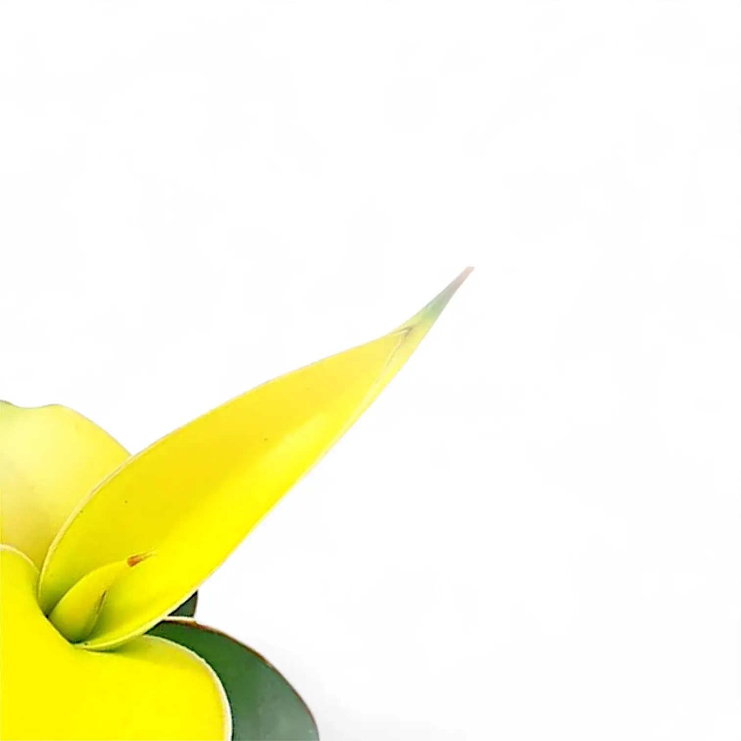 Dracaena angolensis (Sansevieria cylindrica) 'Star Canary' leaf close-up on white background.