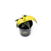 Dracaena angolensis (Sansevieria cylindrica) 'Star Canary' potted houseplant in nursery pot on white background, product photo 2.