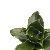 Dracaena angolensis (Sansevieria cylindrica) 'Star Rose' leaf close-up on white background.