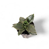 Dracaena angolensis (Sansevieria cylindrica) 'Star Rose' potted houseplant in nursery pot on white background, product photo 3.