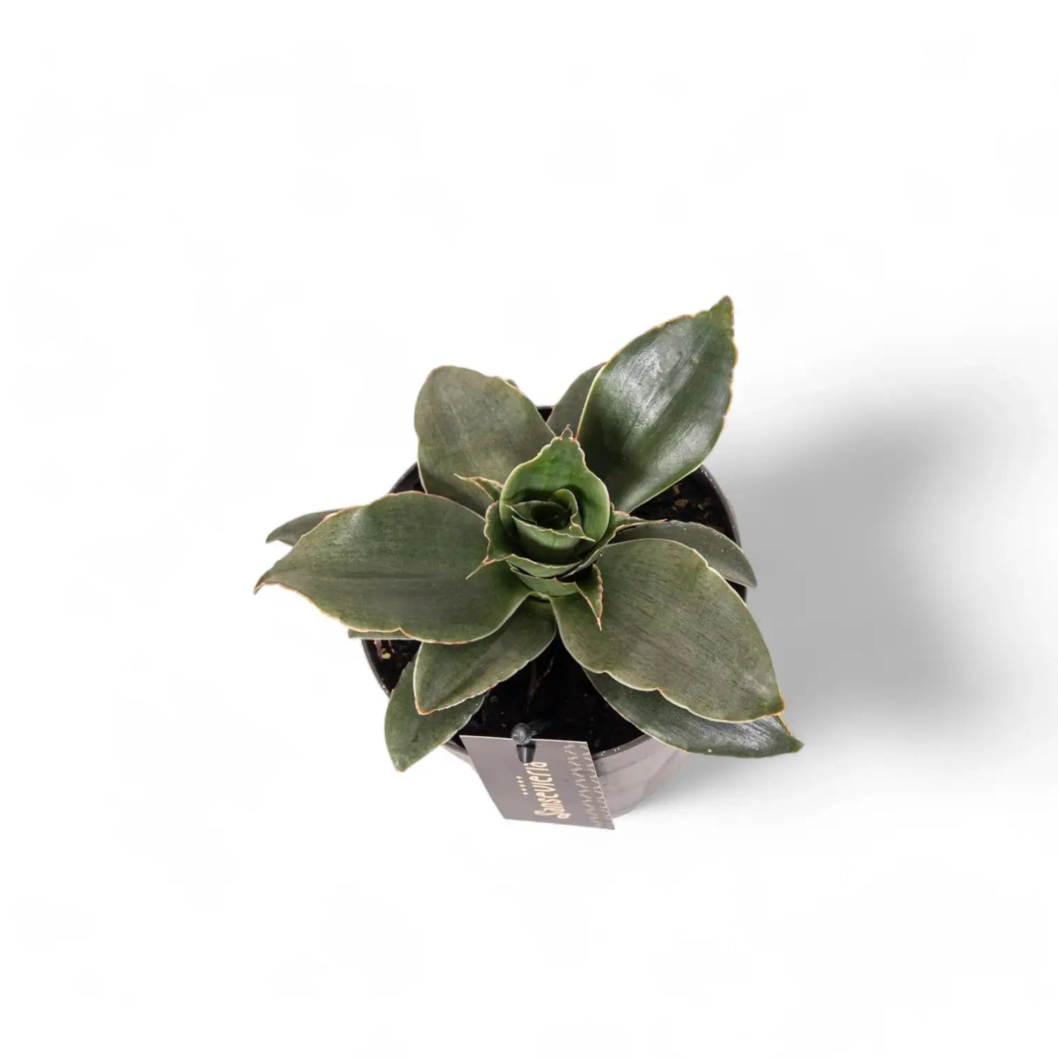 Dracaena angolensis (Sansevieria cylindrica) 'Star Rose' potted houseplant in nursery pot on white background, product photo 3.