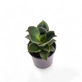 Dracaena angolensis (Sansevieria cylindrica) 'Star Rose' potted houseplant in nursery pot on white background, product photo 4.