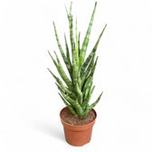 Dracaena angolensis (Sansevieria cylindrica) 'Torch' potted houseplant in nursery pot on white background, product photo 2.