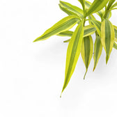 Dracaena braunii 'Gold' – Blattdetail vor weißem Hintergrund..
