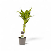 Dracaena braunii 'Gold' Zimmerpflanze im Anzuchttopf vor weißem Hintergrund, Produktfoto 2.