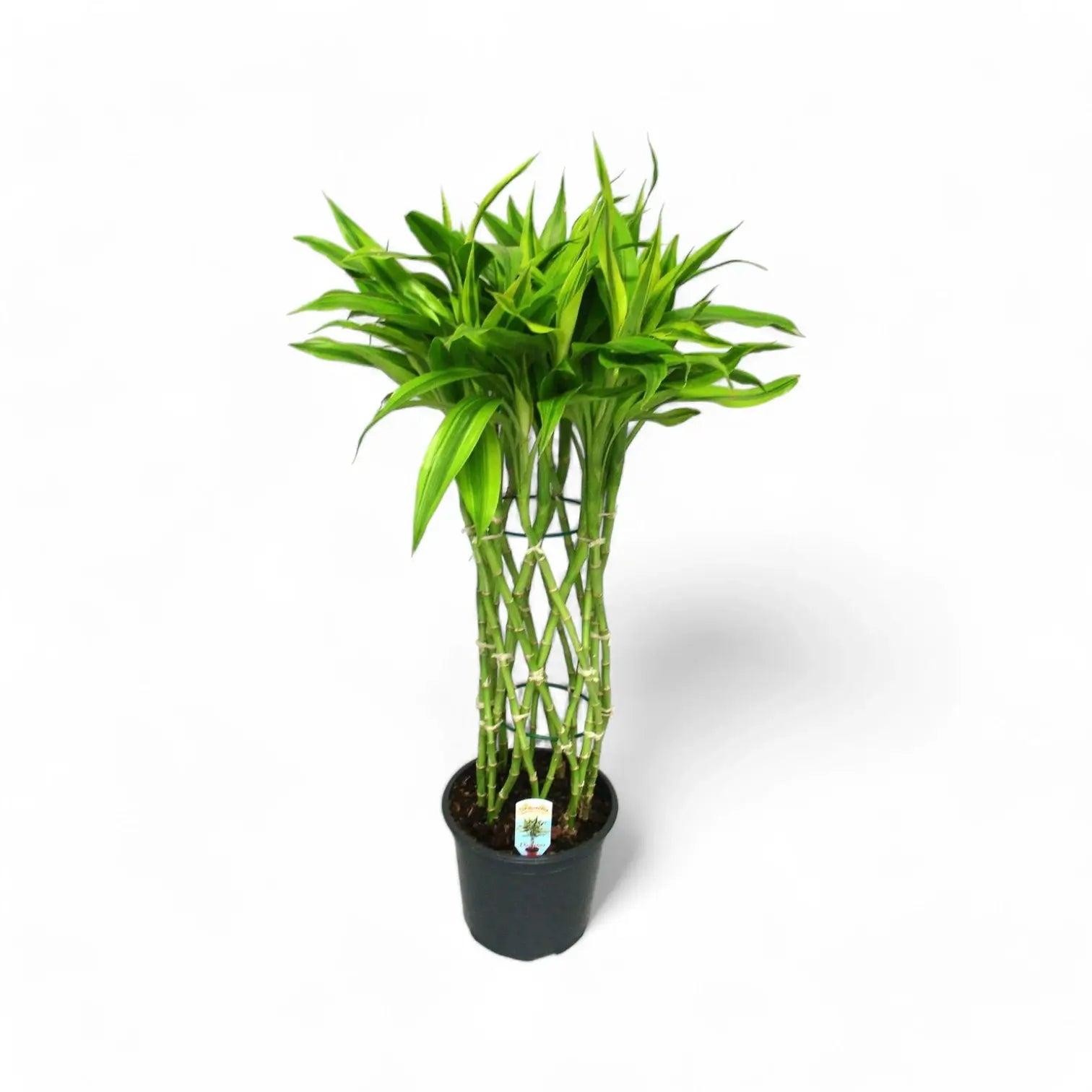 Dracaena braunii 'Gold' Zimmerpflanze im Anzuchttopf vor weißem Hintergrund, Produktfoto 3.