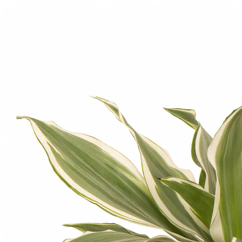 Dracaena braunii 'Victory' leaf close-up on white background.