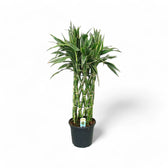 Dracaena braunii 'Victory' Zimmerpflanze im Anzuchttopf vor weißem Hintergrund, Produktfoto 3.
