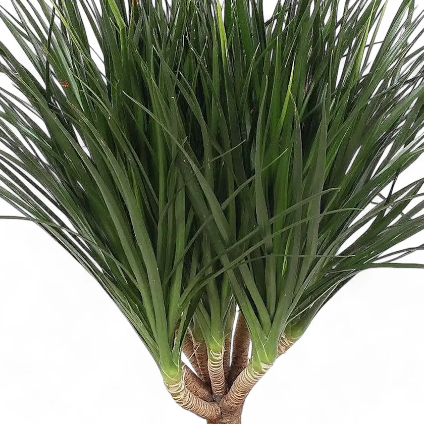 Dracaena draco leaf close-up on white background.