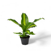 Dracaena fragrans 'Burley' Zimmerpflanze im Anzuchttopf vor weißem Hintergrund, Produktfoto 2.