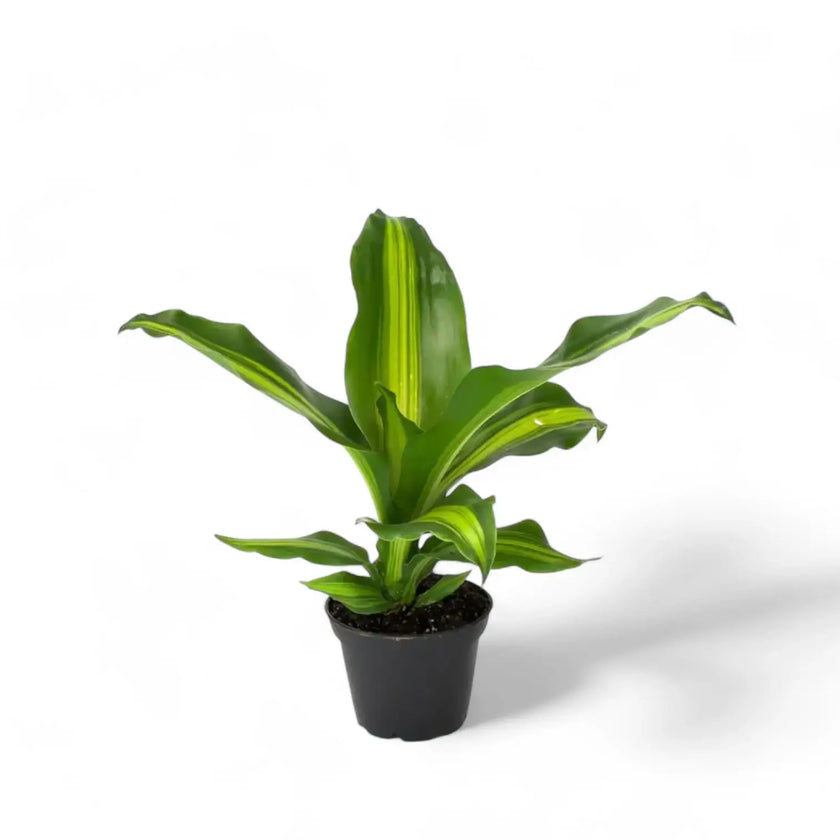 Dracaena fragrans 'Burley' potted houseplant in nursery pot on white background, product photo 2.
