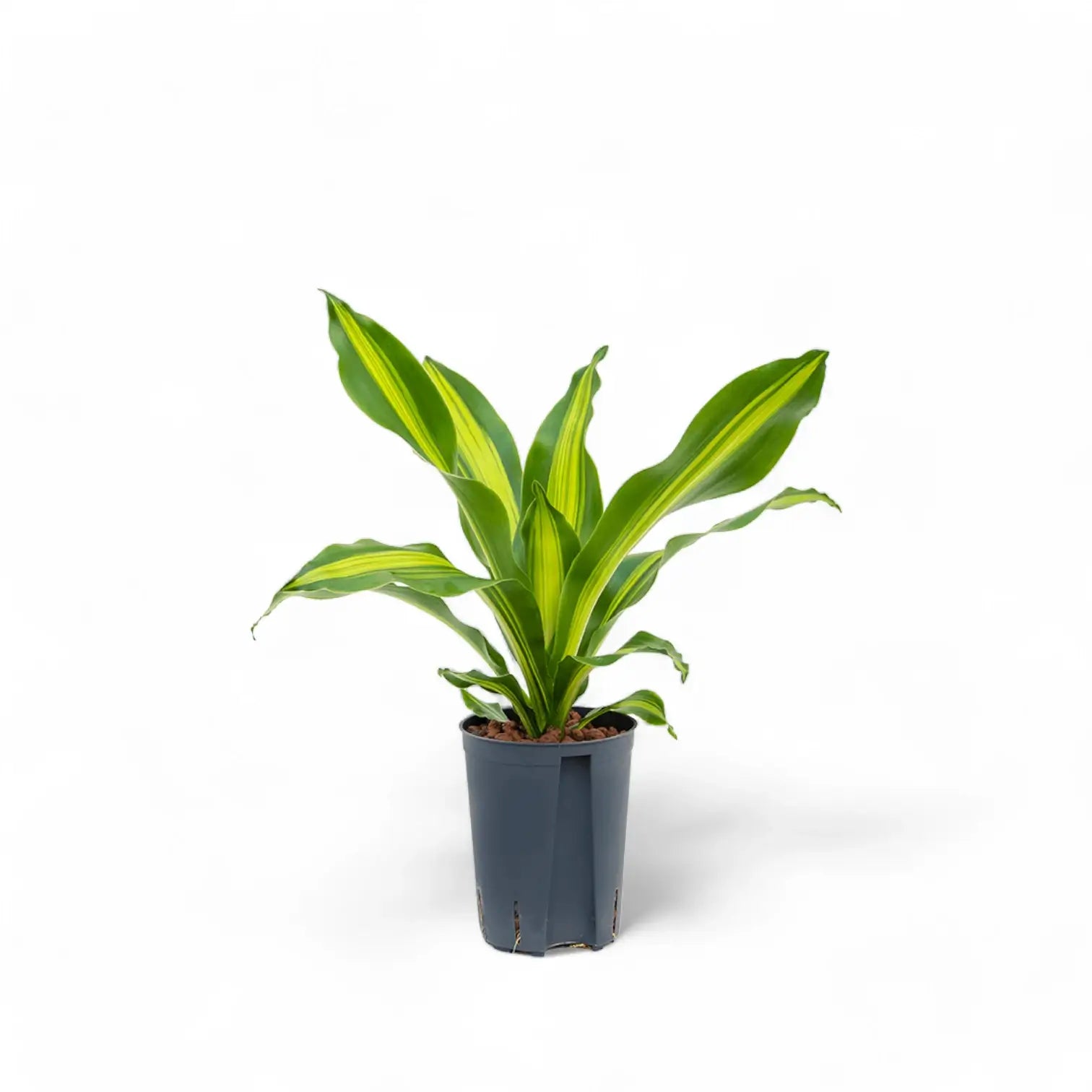 Dracaena fragrans 'Burley' Zimmerpflanze im Anzuchttopf vor weißem Hintergrund, Produktfoto 3.