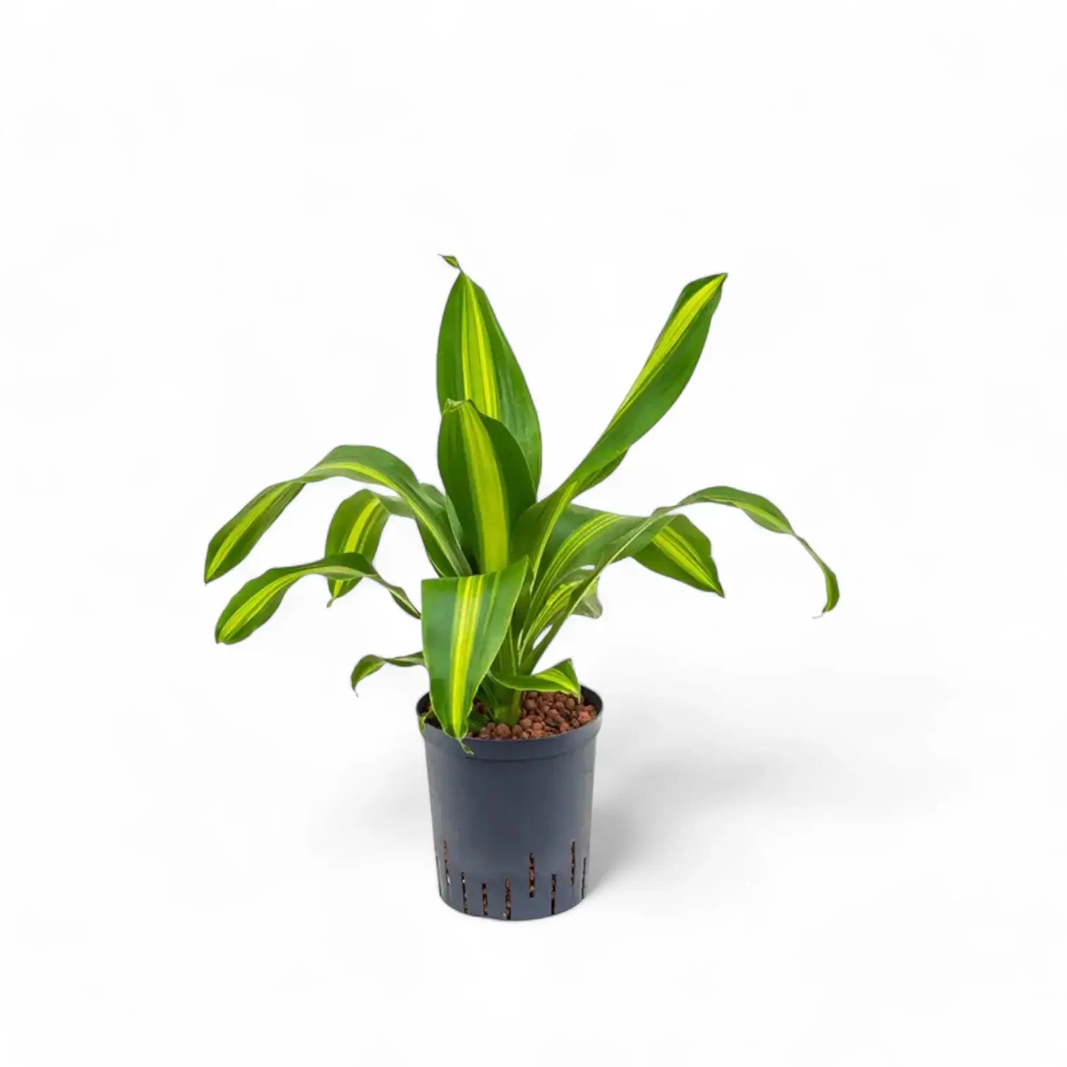 Dracaena fragrans 'Burley' Zimmerpflanze im Anzuchttopf vor weißem Hintergrund, Produktfoto 4.