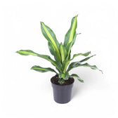 Dracaena fragrans 'Burley' Zimmerpflanze im Anzuchttopf vor weißem Hintergrund, Produktfoto 5.