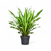 Dracaena fragrans 'Burley' Zimmerpflanze im Anzuchttopf vor weißem Hintergrund, Produktfoto 10.