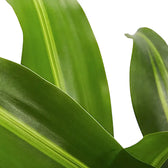 Dracaena fragrans 'Burley' Zimmerpflanze im Anzuchttopf vor weißem Hintergrund, Produktfoto 11.