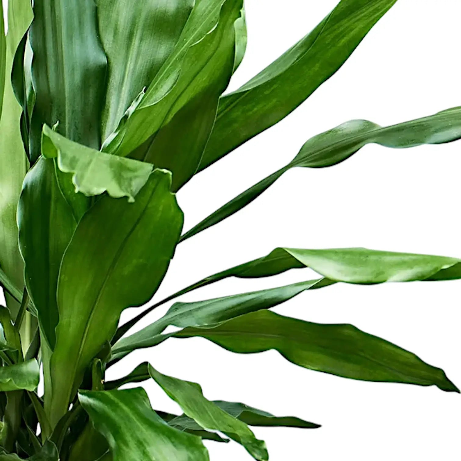 Dracaena fragrans 'Burundi' – Blattdetail vor weißem Hintergrund..
