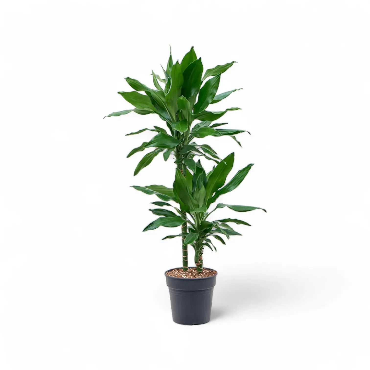 Dracaena fragrans 'Burundi' Zimmerpflanze im Anzuchttopf vor weißem Hintergrund, Produktfoto 3.