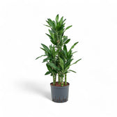 Dracaena fragrans 'Burundi' Zimmerpflanze im Anzuchttopf vor weißem Hintergrund, Produktfoto 4.