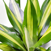 Dracaena fragrans 'Cintho' – Blattdetail vor weißem Hintergrund..