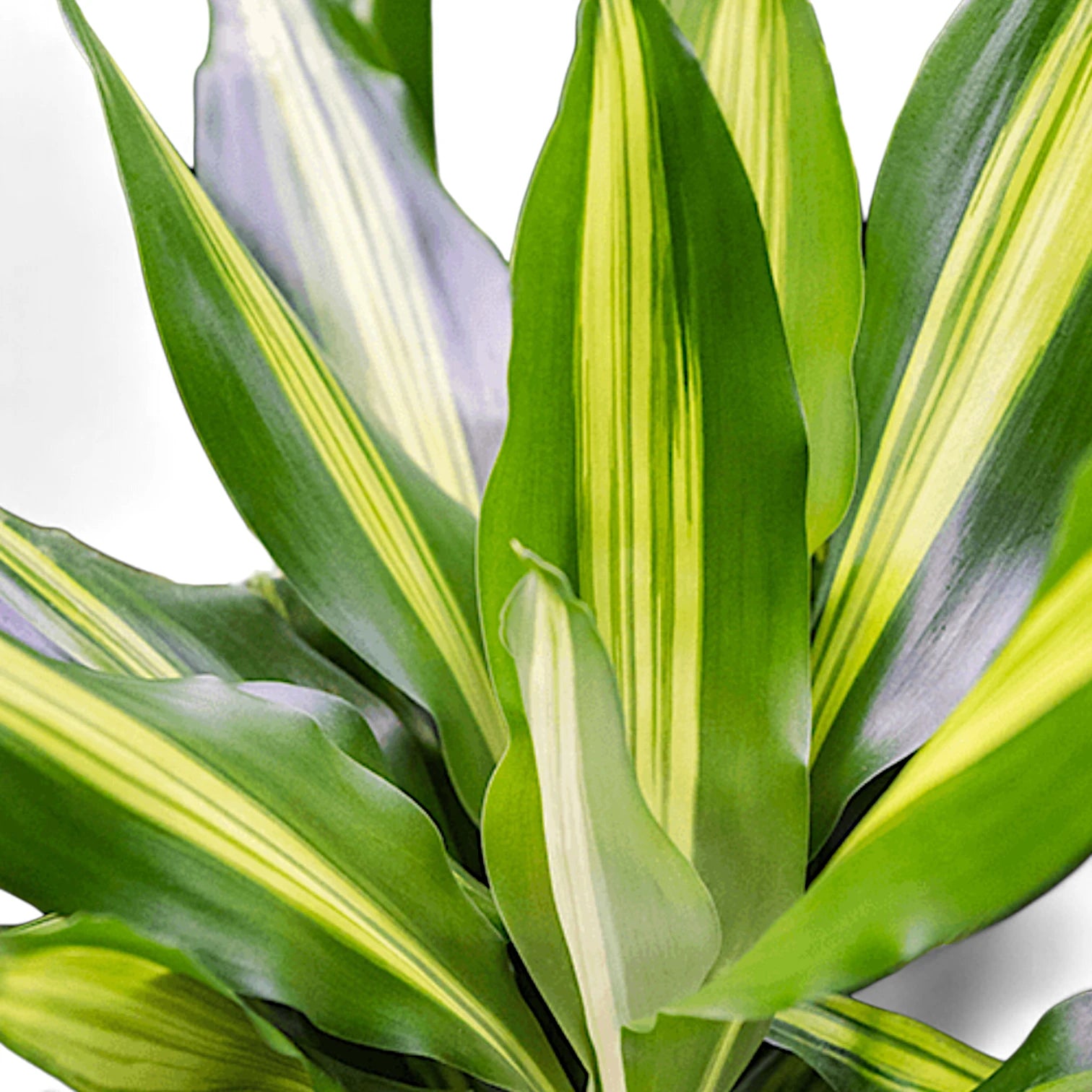 Dracaena fragrans 'Cintho' – Blattdetail vor weißem Hintergrund..