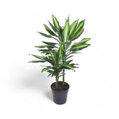 Dracaena fragrans 'Cintho' Zimmerpflanze im Anzuchttopf vor weißem Hintergrund, Produktfoto 2.